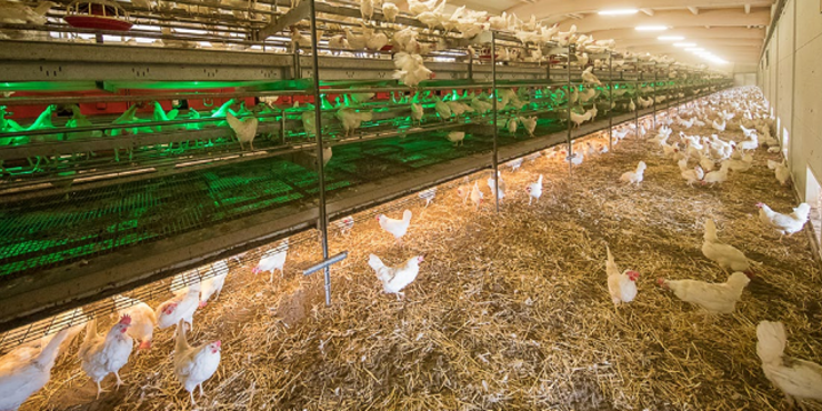 [Translate to français:] Hühnerstall