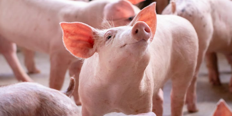 [Translate to français:] Titelbild Schweine