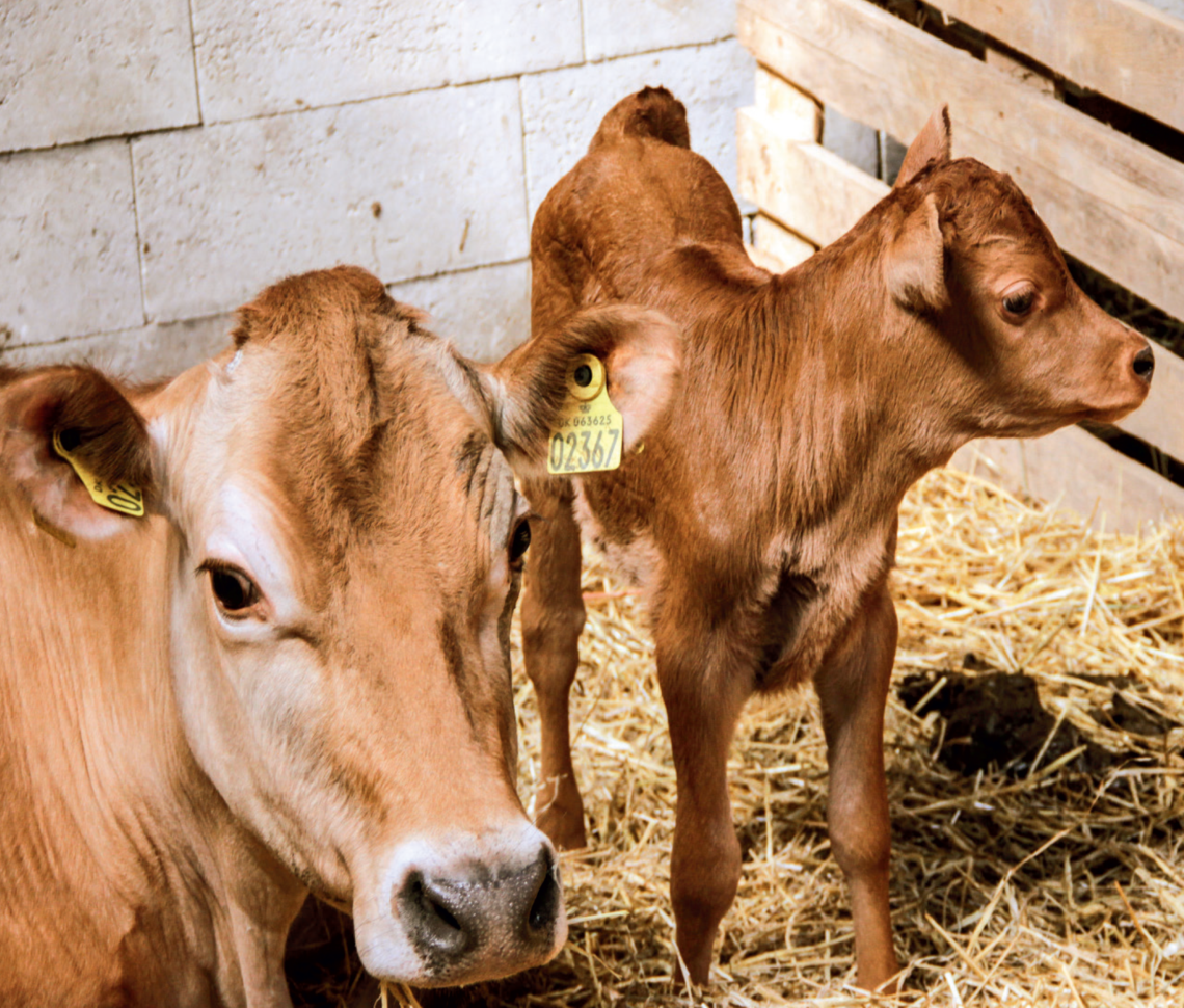 Comment les bouses de vache peuvent-elles être transformées en énergie ?