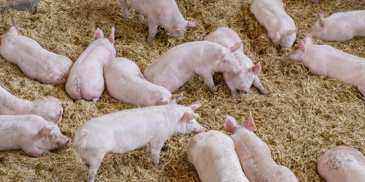 Stroh im Schweinestall: Fluch oder Segen?