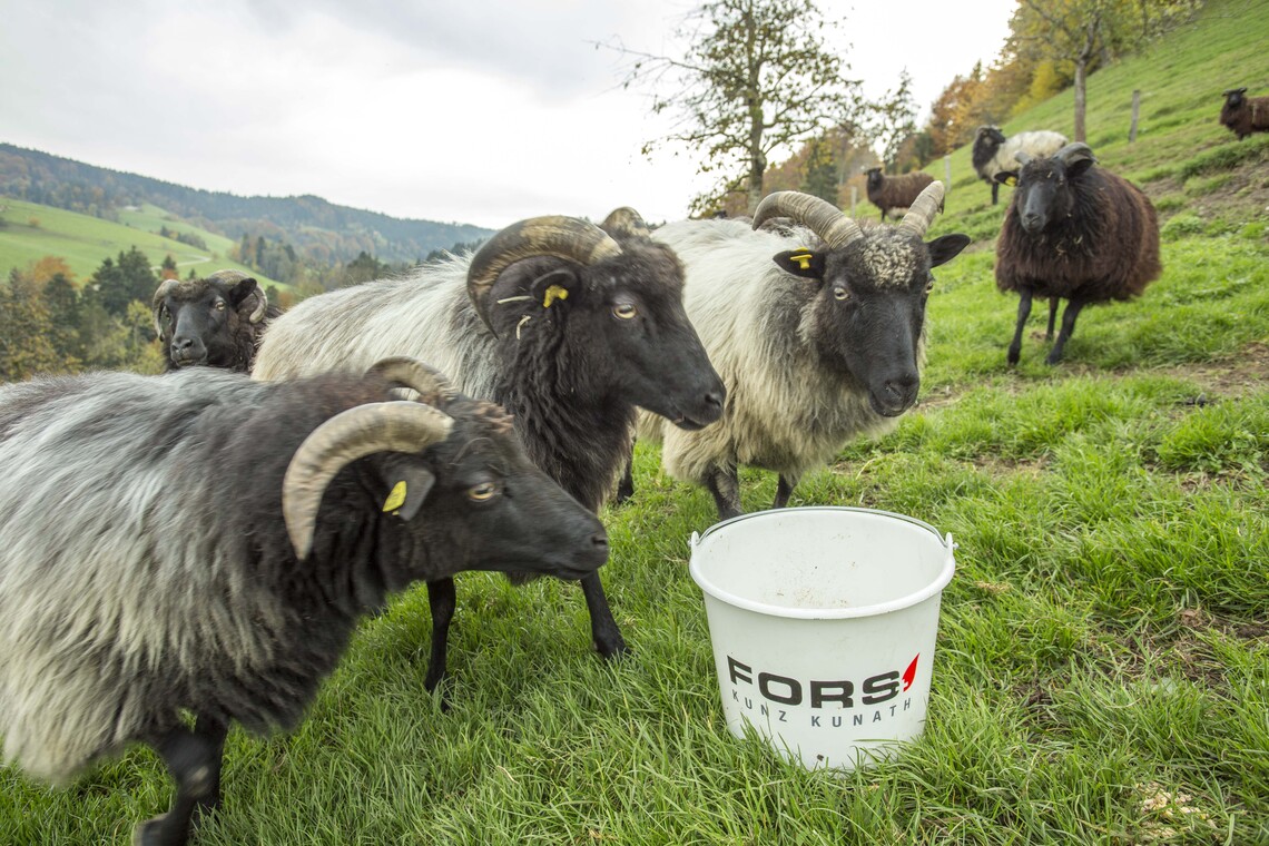 Voilà pourquoi le grillage à moutons est la meilleure solution