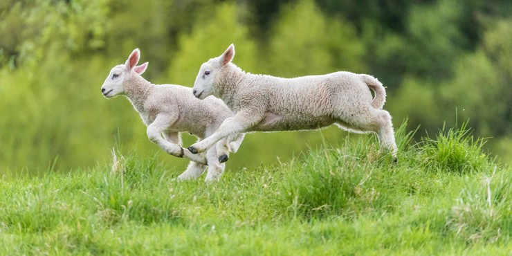 MFL Edderitz Schäferstolz Schaffutter Ergänzungsfuttermittel Pellets für Schafe Ziegen 1-25kg