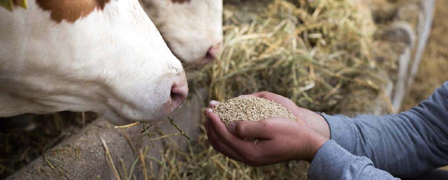 Hefeprodukte in der Tierfütterung