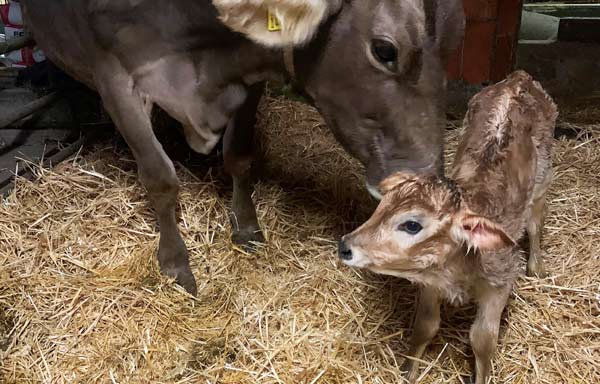 vom Kalb zur Kuh