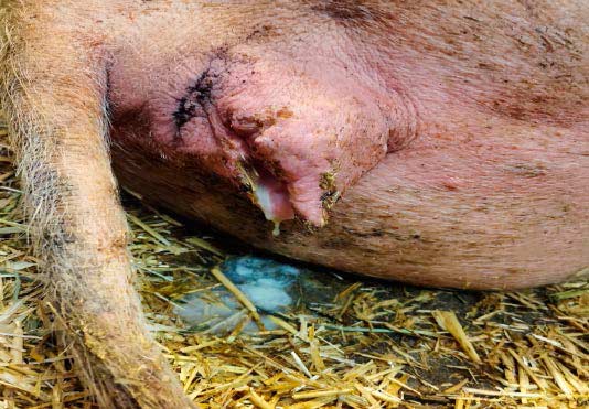 [Translate to Français:] Ausfluss nach der Geburt Schwein